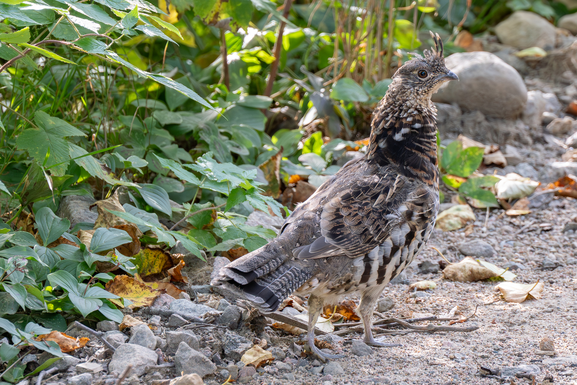 A ruffed grouse standing on a gravel path surrounded by green foliage in a Charlevoix wilderness setting