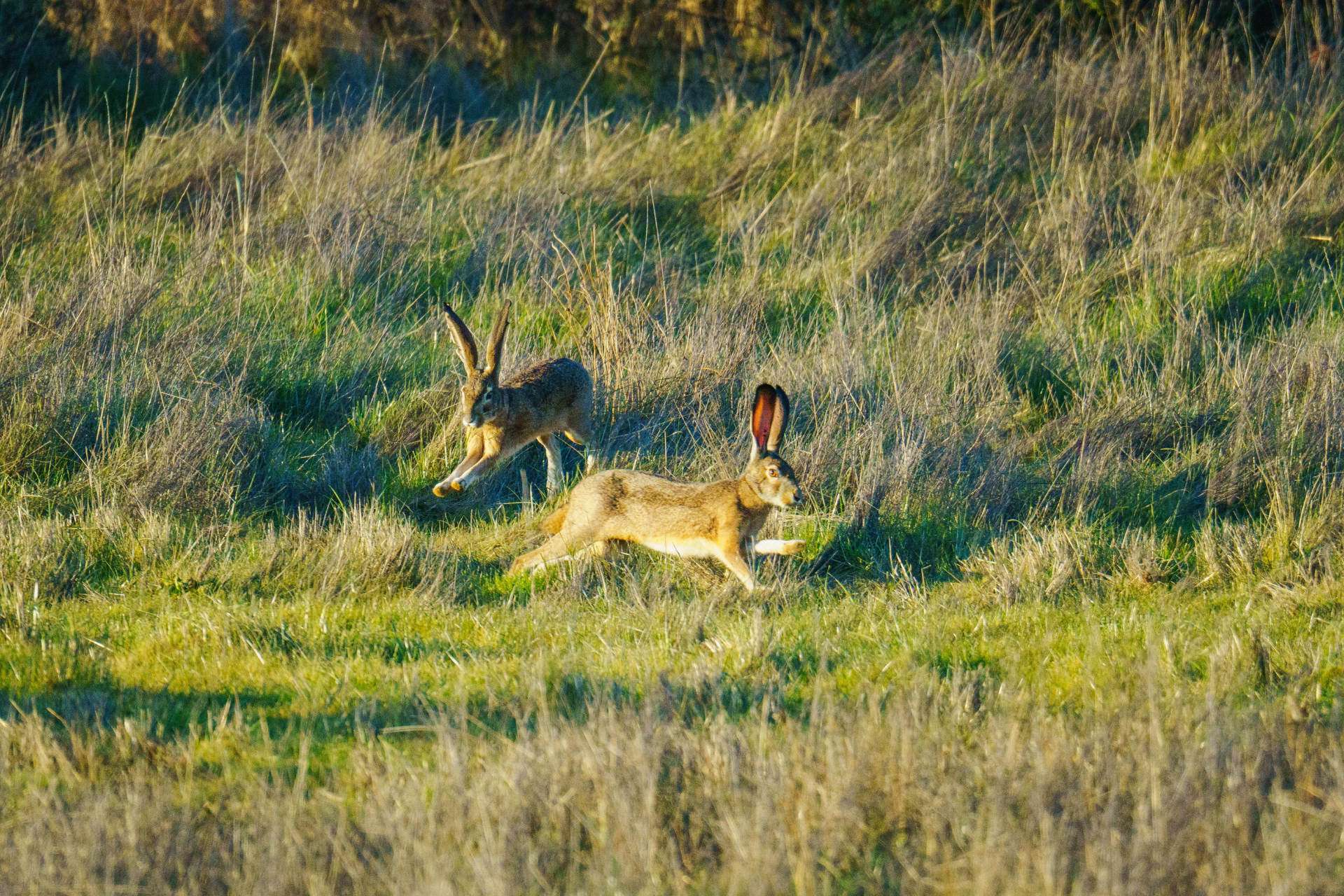 Deux lièvres sautent dans un champ herbeux, capturant l'esprit sauvage de la nature en Charlevoix pour la chasse