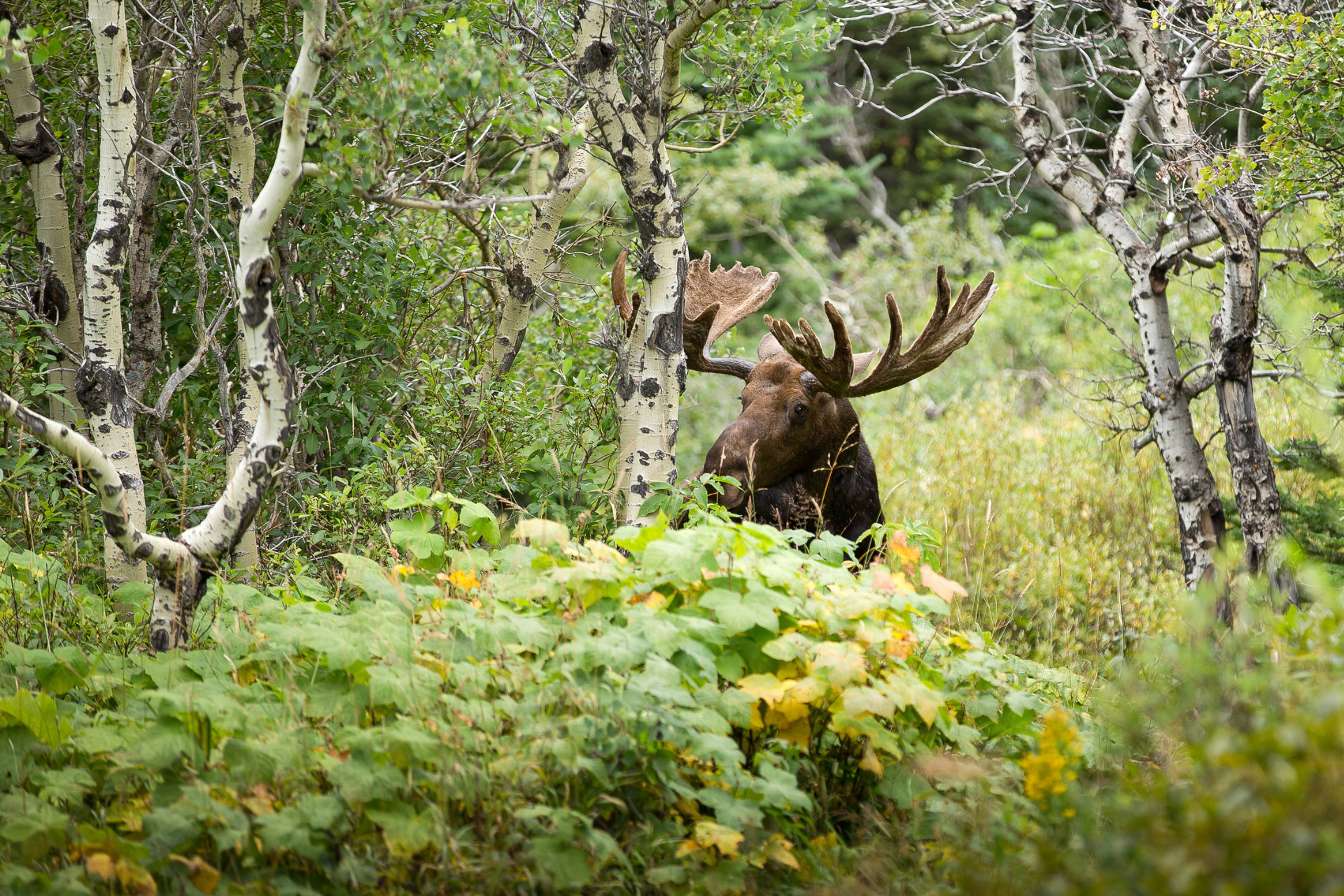 Orignal à moitié caché dans la végétation dense d'une forêt de Charlevoix, entouré d'arbres et de buissons verdoyants