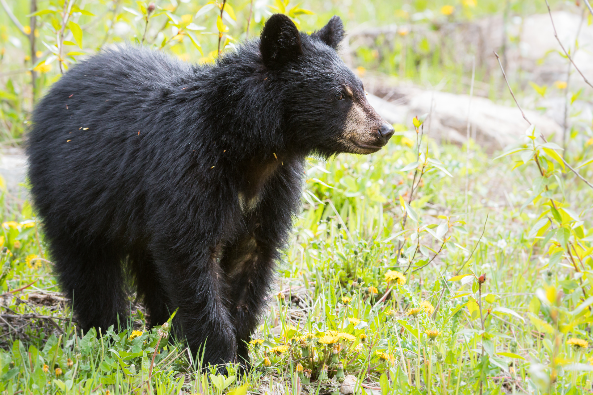 black bear standing in a grassy area with yellow flowers, showcasing the wildlife of Charlevoix's wilderness