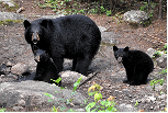 Grizzlis noirs avec deux oursons sur un sol forestier, reflétant la faune du Québec en Charlevoix