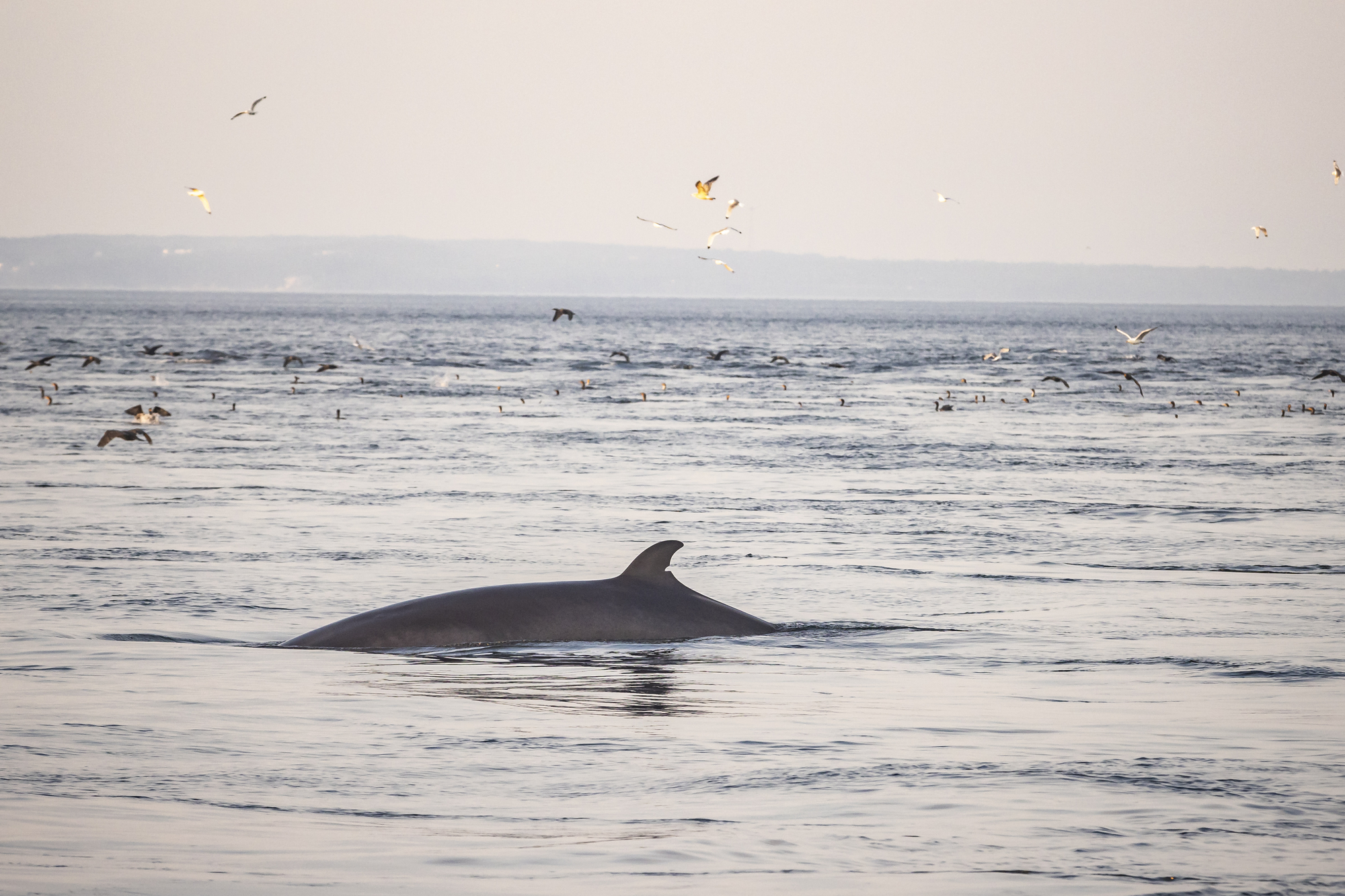 Baleine émergeant à la surface de l'eau avec des oiseaux volant au-dessus, près des lacs de Charlevoix