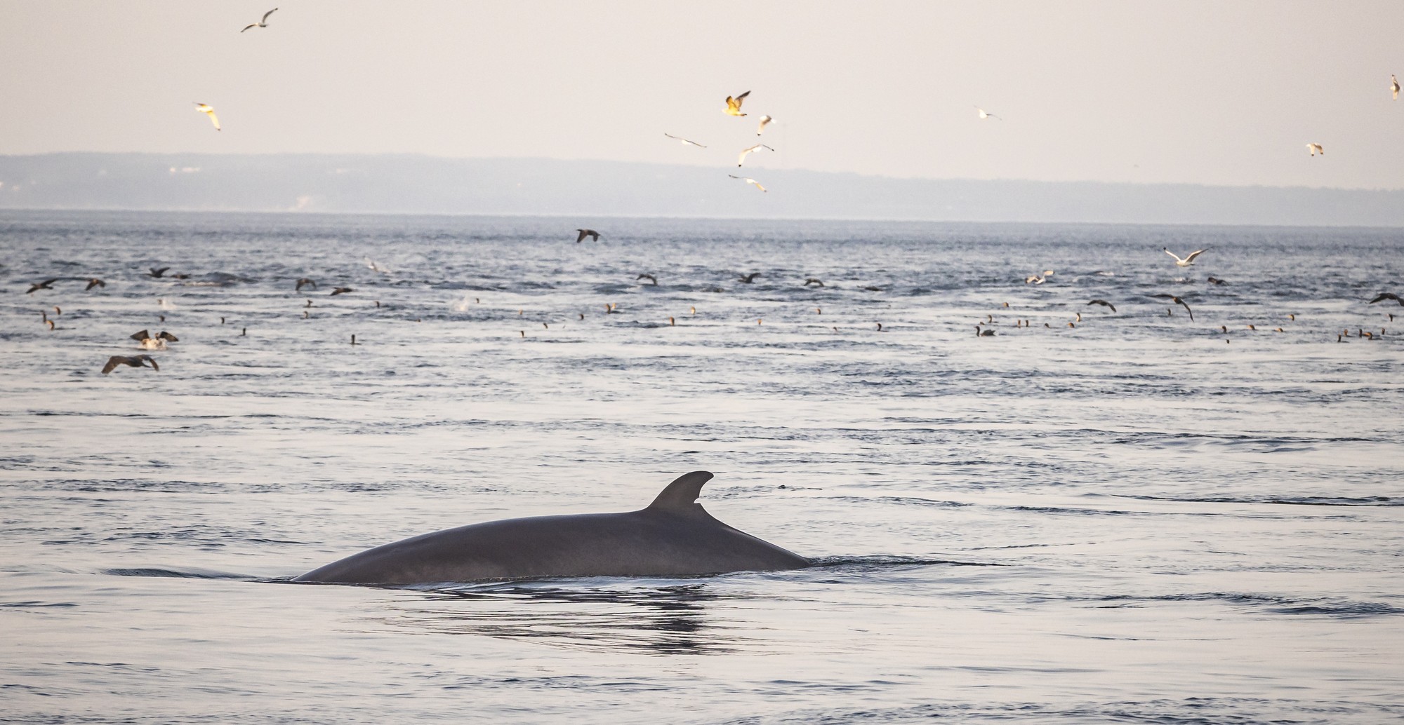 a whale surfacing in calm waters with birds flying above in the background near Charlevoix during fall fishing season