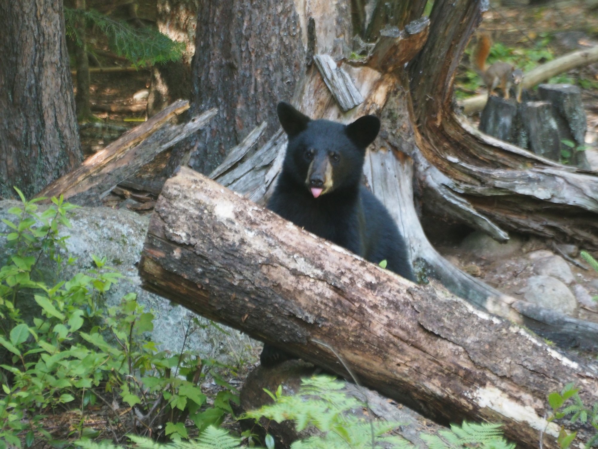 Un ours noir se tenant derrière un tronc d'arbre dans une forêt, représentant la faune de Charlevoix