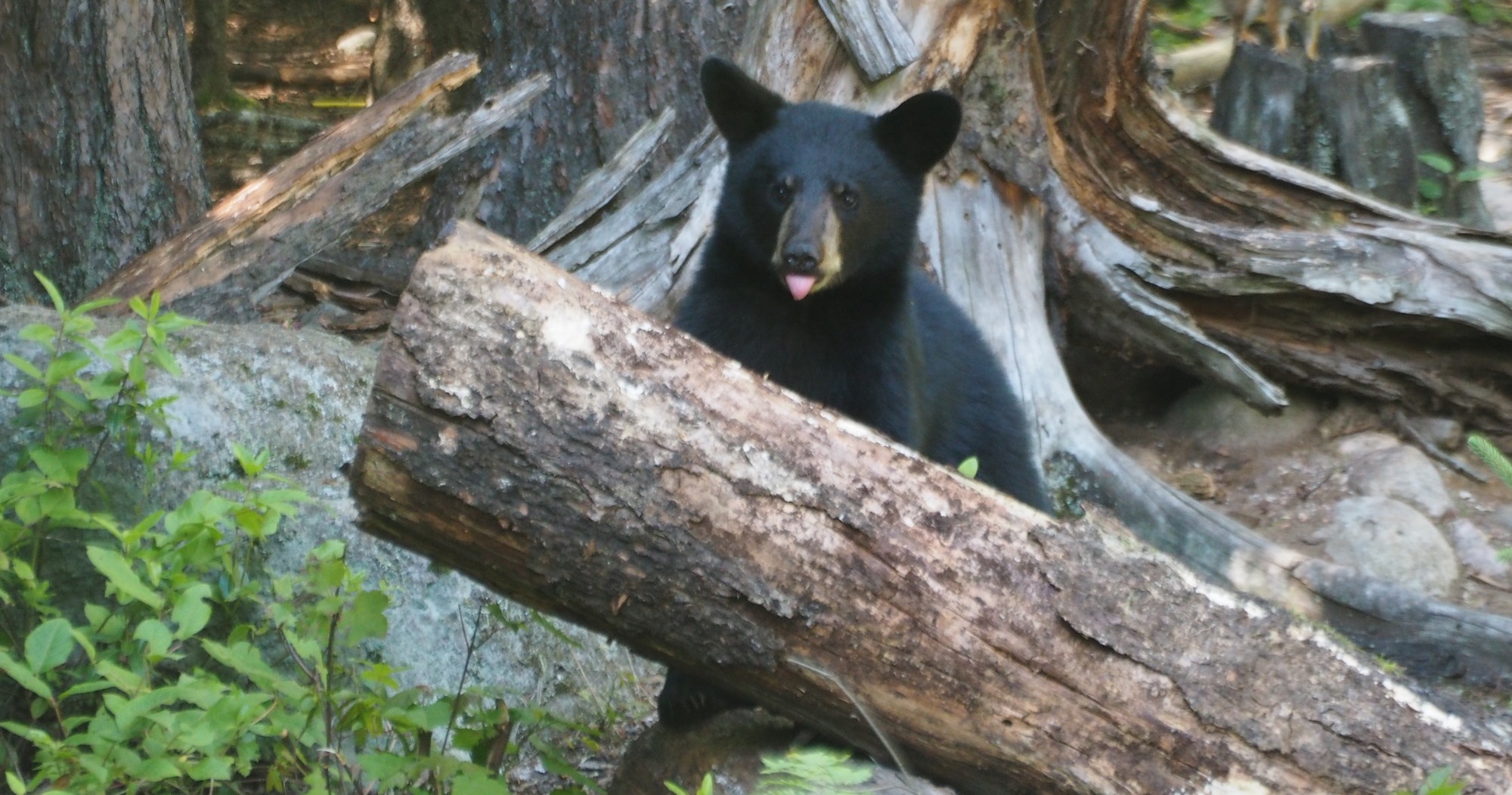 black bear peeking from behind a log in a forested area, evoking nature and wildlife experiences near Charlevoix