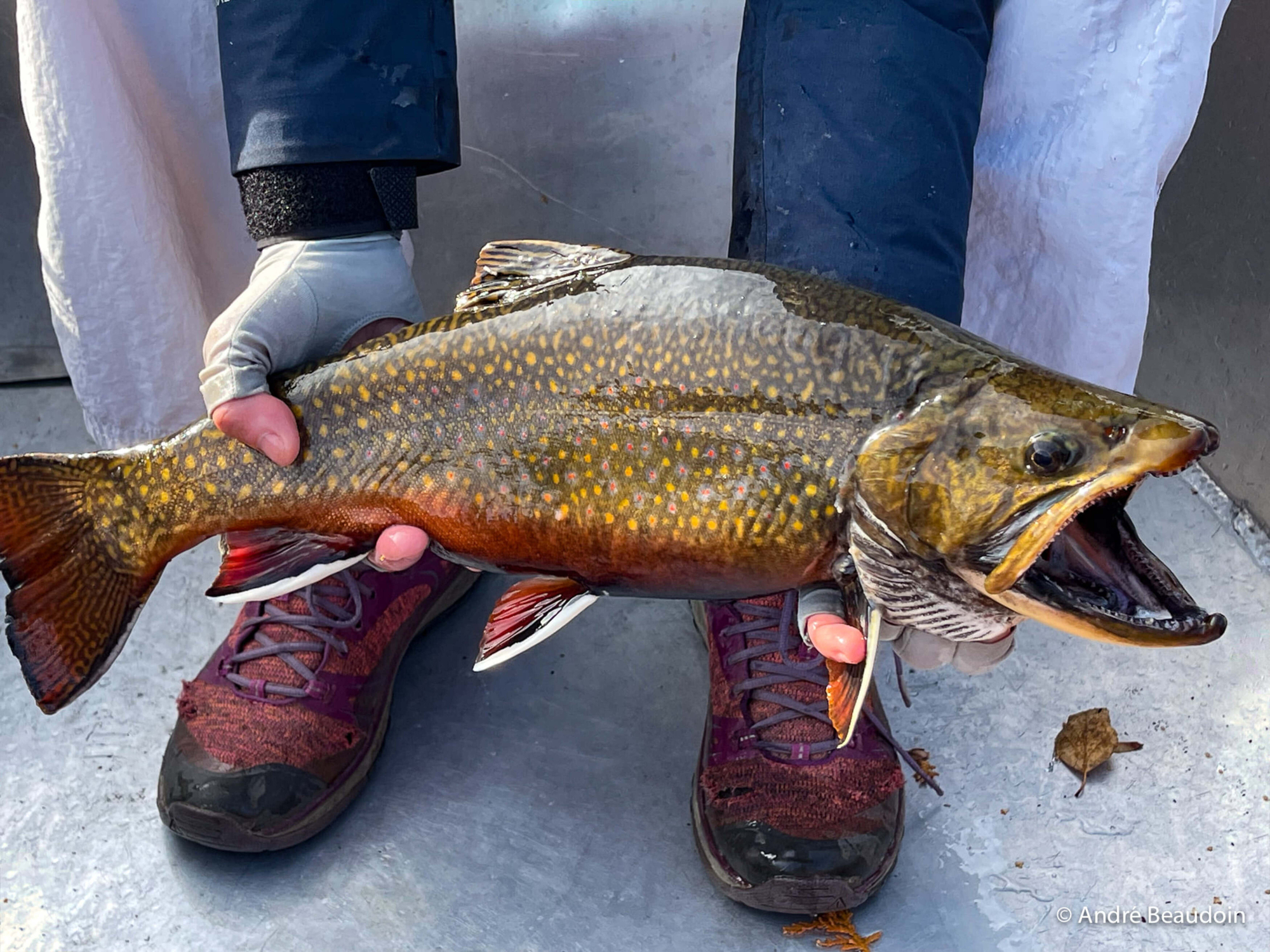Truite de lac fraîchement pêchée, tenue par des mains gantées, avec des chaussures de pêche visibles au fond