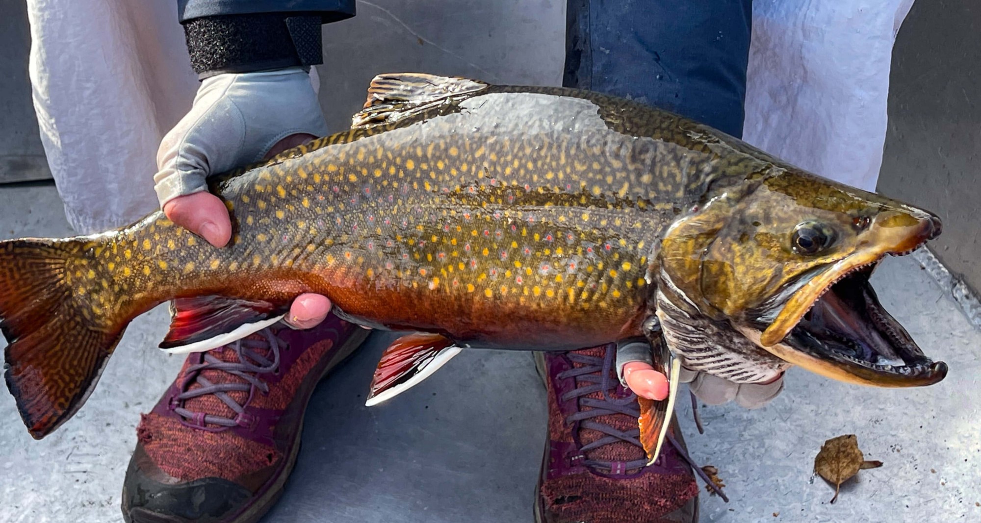 Truite pêchée avec un gros corps argenté et des taches jaunes, tenue par une personne sur un bateau