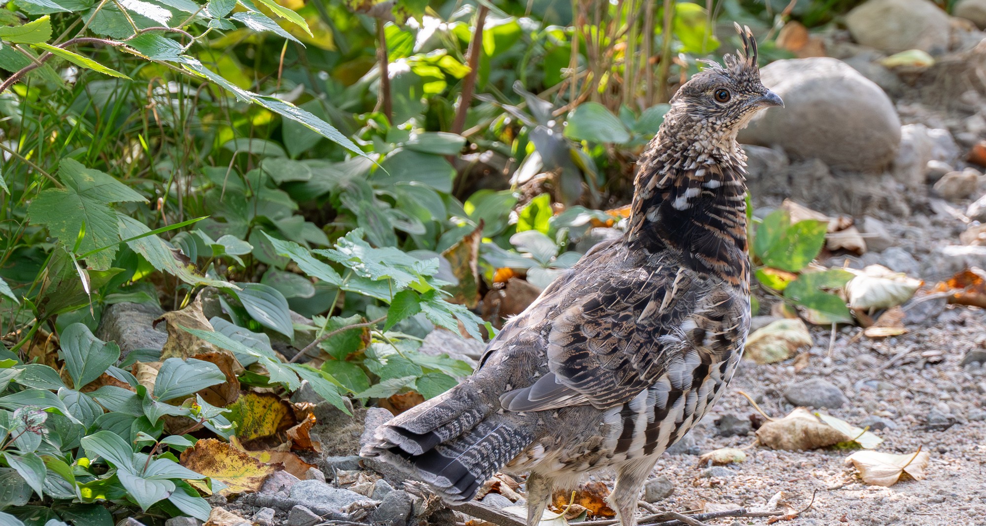 Un tétras du Canada posé sur un sentier entouré de verdure et de feuilles, un oiseau fréquent de la région de Charlevoix